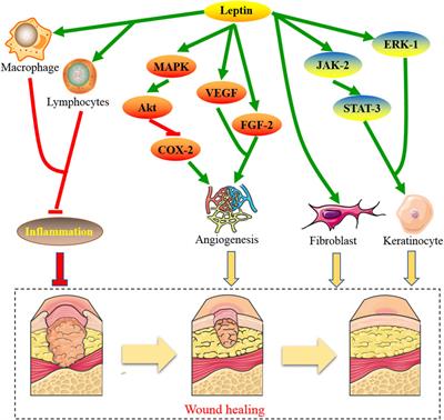 Current knowledge of leptin in wound healing: A collaborative review